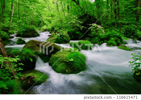 初夏的奧入瀨溪谷（青森縣十和田市） 116615471