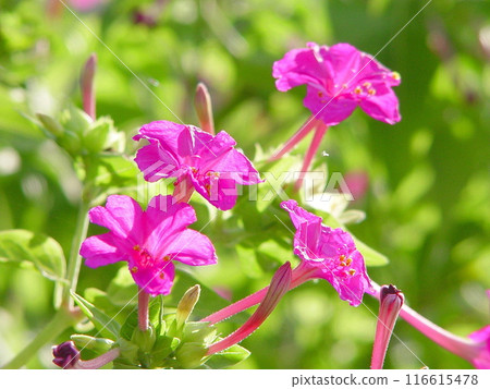 Red Flower Flower (September) Mirabilis 12 116615478