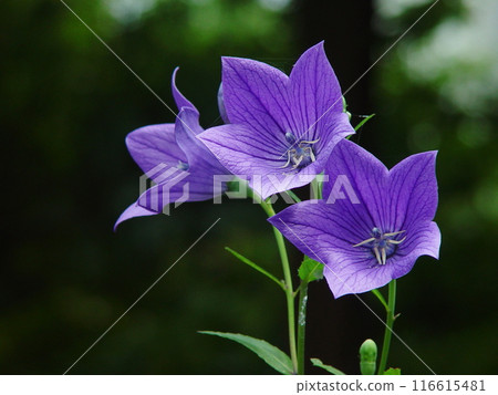 Purple-flowered bellflowers (September) Bellflower 09 116615481