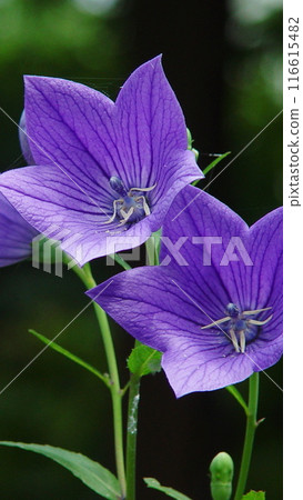 開紫色花朵的風鈴草（九月）風鈴草09V9.16 116615482