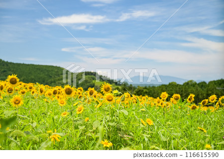 Sunflowers blooming against blue sky and white clouds Sunflowers blooming against blue sky and white clouds 116615590