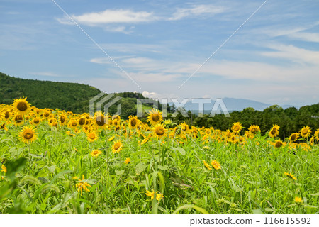 藍天白雲中盛開的向日葵花 116615592