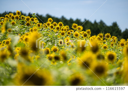 藍天白雲中盛開的向日葵花 藍天白雲中盛開的向日葵花 116615597