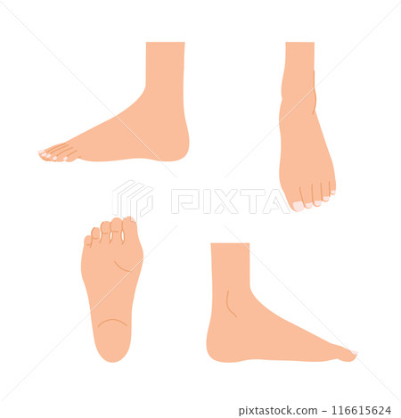 Women's feet: foot body parts set (sole, top, side) Women's feet: foot body parts set (sole, top, side) 116615624
