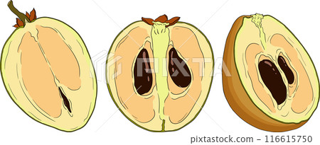 Chiku elements. Sapodilla naseberry pouteria colored fruits. Chiku elements. Sapodilla naseberry pouteria colored fruits. 116615750