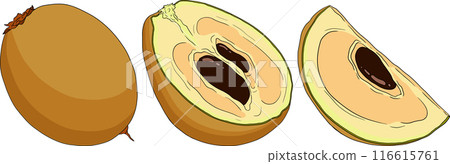 Chiku elements. Sapodilla naseberry pouteria colored fruits. 116615761
