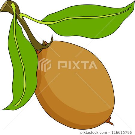 Chiku elements. Sapodilla naseberry pouteria colored fruits. Chiku elements. Sapodilla naseberry pouteria colored fruits. 116615796