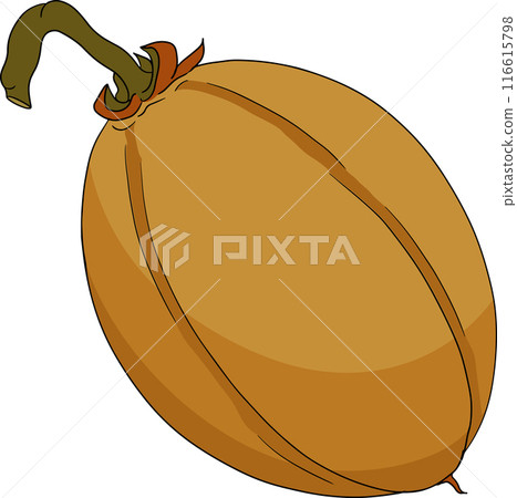 Chiku elements. Sapodilla naseberry pouteria colored fruits. 116615798