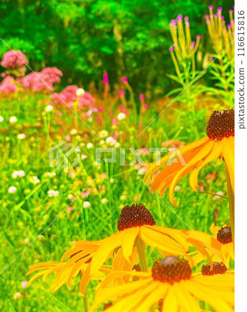 Colorful flower garden 116615816