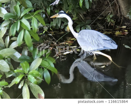 A grey heron arrives at the water's edge A grey heron arrives at the water's edge 116615864