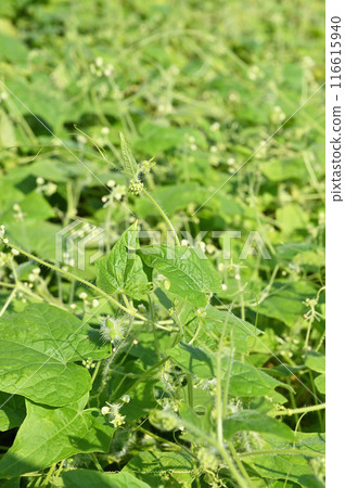 植物：埼玉縣春日部市葫蘆科葫蘆科 116615940