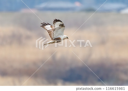 A beautiful Rough-legged Hawk (Accipitridae) soaring in the air on the banks of the Tone River, Gunma Prefecture, Japan. A beautiful Rough-legged Hawk (Accipitridae) soaring in the air on the banks of the Tone River, Gunma Prefecture, Japan. 116615981