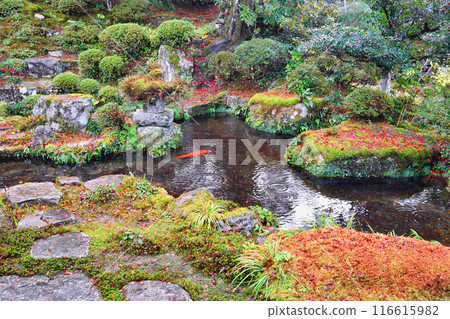 大原慈光院 紀志念 美麗的紅葉（京都市左京區） 116615982