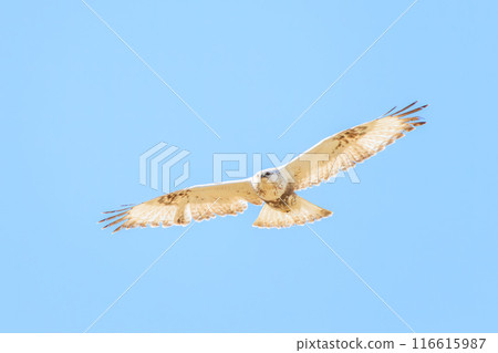 A beautiful Rough-legged Hawk (Accipitridae) soaring in the air on the banks of the Tone River, Gunma Prefecture, Japan. A beautiful Rough-legged Hawk (Accipitridae) soaring in the air on the banks of the Tone River, Gunma Prefecture, Japan. 116615987