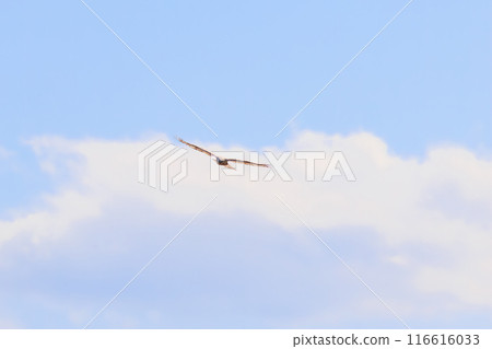 美麗的飛鷹（鷹科）。  日本群馬縣利根川河床。  116616033