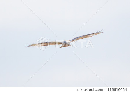 美麗的飛鷹（鷹科）。  日本群馬縣利根川河床。  116616034