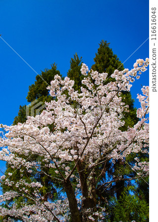 [Kyoto Scenery] The beautiful sight of a row of cherry blossom trees on the Philosopher's Path 116616048