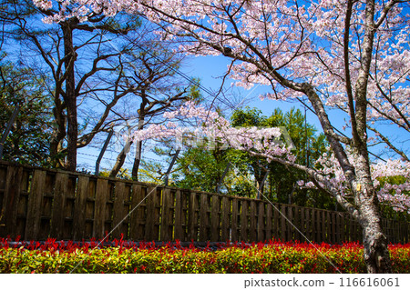 [Kyoto Scenery] The beautiful sight of a row of cherry blossom trees on the Philosopher's Path 116616061