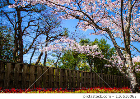 【京都風景】哲學家之路,櫻花樹的美景 【京都風景】哲學家之路,櫻花樹的美景 116616062