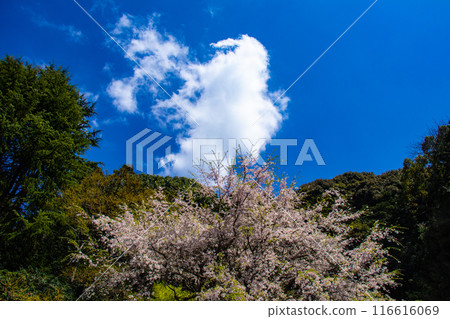 [Kyoto Scenery] The beautiful sight of a row of cherry blossom trees on the Philosopher's Path 116616069