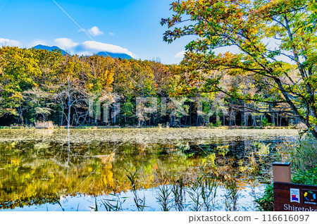 Hokkaido: Shiretoko Five Lakes in Autumn - Mirror-Shaded Lakes and the Shiretoko Mountain Range 116616097