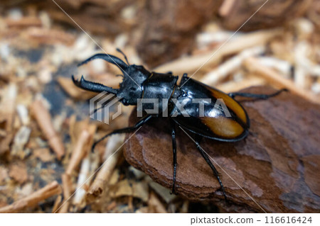 Seahakatamata雄鹿甲蟲 Seahakatamata雄鹿甲蟲 116616424