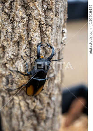 Seahakatamata stag beetle Seahakatamata stag beetle 116616425