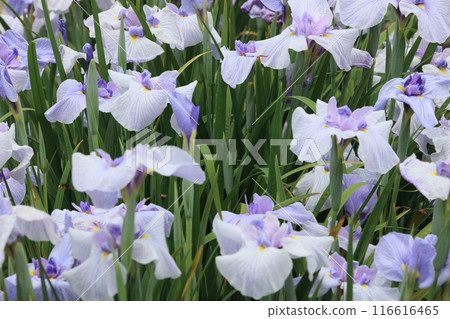 鳶尾花（叢） 116616465