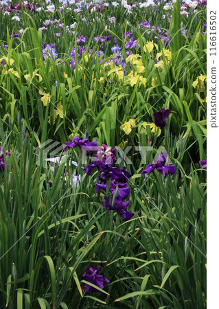 Iris (cluster) Iris (cluster) 116616502