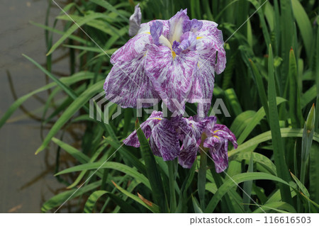 Iris Iris 116616503