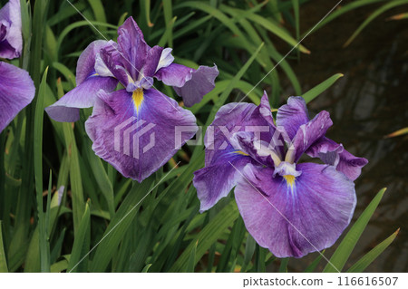 Iris 116616507