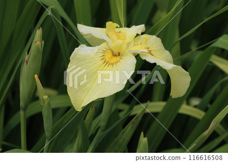 Iris 116616508