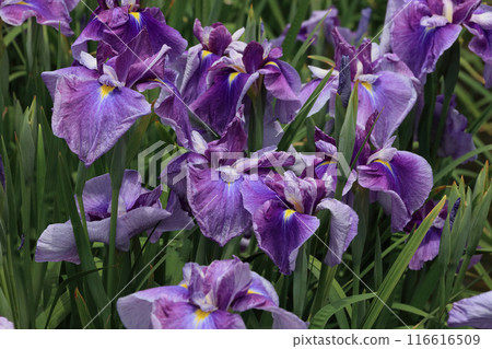 Iris (cluster) 116616509