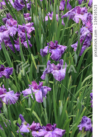 鳶尾花(叢) 鳶尾花(叢) 116616525