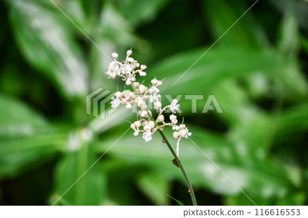 Yabu Miuga 116616553