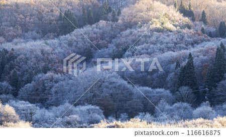 森林冬季彩色圖像背景素材 森林冬季彩色圖像背景素材 116616875
