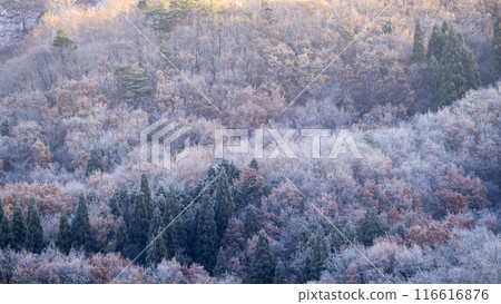 Forest winter color image Background material 116616876