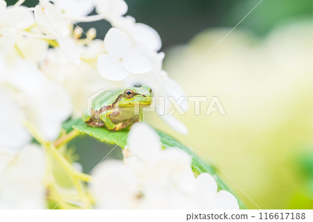 Tree frog among Annabelle flowers 116617188