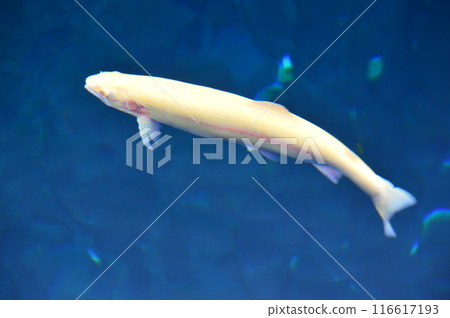 白化虹鱒魚(山梨縣南都留郡忍野村忍野八海/中池/忍草) 白化虹鱒魚(山梨縣南都留郡忍野村忍野八海/中池/忍草) 116617193