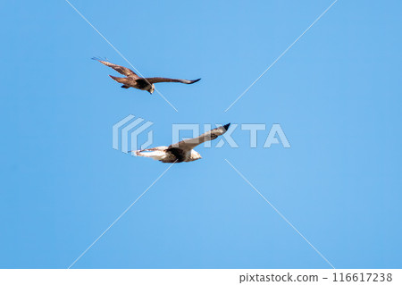A beautiful Rough-legged Hawk (Accipitridae) fighting a Common Buzzard while flying. On the Tone River riverbed, Gunma Prefecture, Japan. 116617238