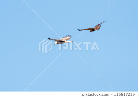 A beautiful Rough-legged Hawk (Accipitridae) fighting a Common Buzzard while flying. On the Tone River riverbed, Gunma Prefecture, Japan. A beautiful Rough-legged Hawk (Accipitridae) fighting a Common Buzzard while flying. On the Tone River riverbed, Gunma Prefecture, Japan. 116617239