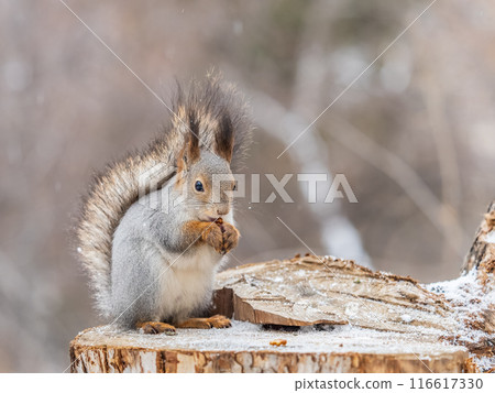 A squirrel sits on a stump and eats nuts in autumn. A squirrel sits on a stump and eats nuts in autumn. 116617330