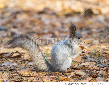 Autumn squirrel with nut sits on green grass with fallen yellow leaves 116617338