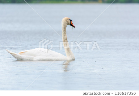 Graceful white Swan swimming in the lake, swans in the wild. Portrait of a white swan swimming on a lake. Graceful white Swan swimming in the lake, swans in the wild. Portrait of a white swan swimming on a lake. 116617350