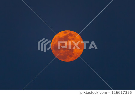 A beautiful and vast reed field at night with a red full moon. On the Tone River riverbed, Gunma Prefecture, Japan. 116617356