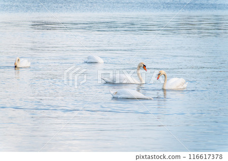 Graceful white Swans swimming in the lake, swans in the wild 116617378
