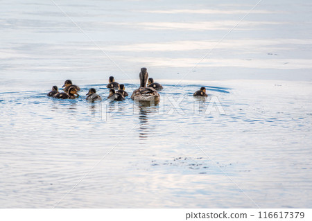 A family of ducks, a duck and its little ducklings are swimming in the water. The duck takes care of its newborn ducklings. Mallard, lat. Anas platyrhynchos 116617379