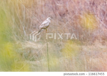 A beautiful Rough-legged Hawk (Accipitridae) soaring over a rapeseed field. On the banks of the Tone River, Gunma Prefecture, Japan. A beautiful Rough-legged Hawk (Accipitridae) soaring over a rapeseed field. On the banks of the Tone River, Gunma Prefecture, Japan. 116617455