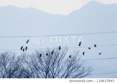 A flock of lapwings (family: Charadriidae), the ladies of the rice fields, with their beautiful structural coloring as they fly. 116617645