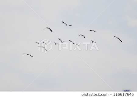 A flock of lapwings (family: Charadriidae), the ladies of the rice fields, with their beautiful structural coloring as they fly. 116617646